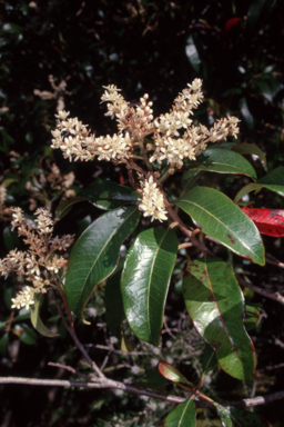 APII jpeg image of Quintinia sieberi  © contact APII