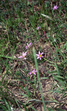 APII jpeg image of Romulea rosea var. australis  © contact APII