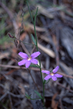 APII jpeg image of Scaevola ramosissima  © contact APII