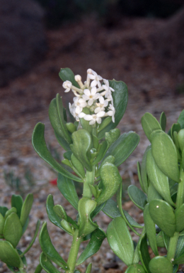 APII jpeg image of Stackhousia spathulata  © contact APII