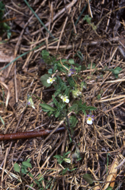 APII jpeg image of Viola arvensis  © contact APII