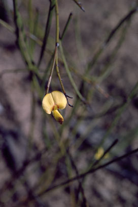 APII jpeg image of Daviesia anceps  © contact APII