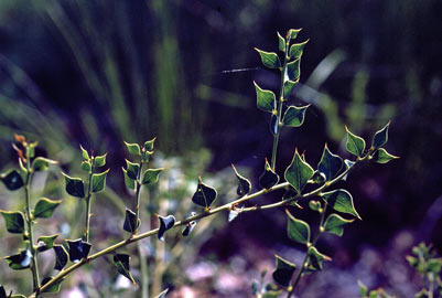 APII jpeg image of Daviesia rhombifolia  © contact APII