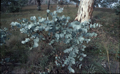 APII jpeg image of Eucalyptus mannifera subsp. praecox  © contact APII