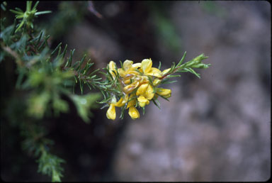 APII jpeg image of Phyllota phylicoides  © contact APII