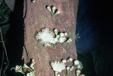 APII jpeg image of Syzigium cormiflora  © contact APII
