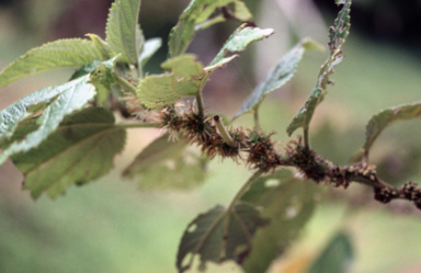 APII jpeg image of Boehmeria australis  © contact APII