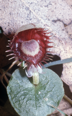 APII jpeg image of Corybas  © contact APII