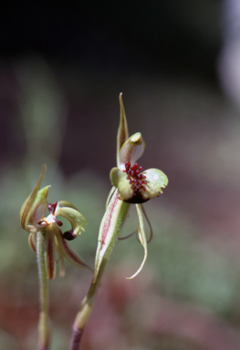 APII jpeg image of Caladenia toxochila  © contact APII