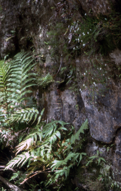 APII jpeg image of Epacris hamiltonii  © contact APII