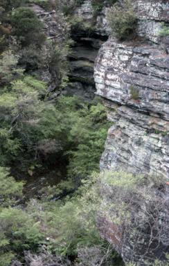 APII jpeg image of Epacris hamiltonii  © contact APII