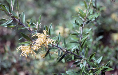 APII jpeg image of Grevillea 'Canterbury Gold'  © contact APII