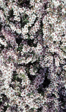 APII jpeg image of Leptospermum flavescens 'Pink Cascade'  © contact APII