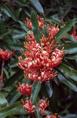 APII jpeg image of Alloxylon flammeum  © contact APII