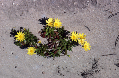 APII jpeg image of Senecio pinnatifolius var. pinnatifolius  © contact APII