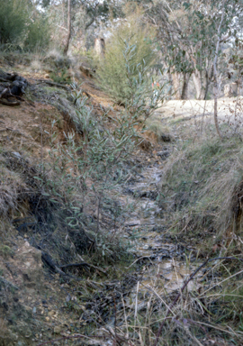 APII jpeg image of Grevillea wilkinsonii  © contact APII