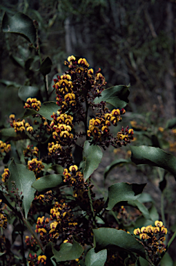 APII jpeg image of Daviesia latifolia  © contact APII