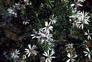 APII jpeg image of Olearia glutinosa  © contact APII