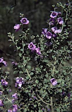 APII jpeg image of Prostanthera rotundifolia  © contact APII