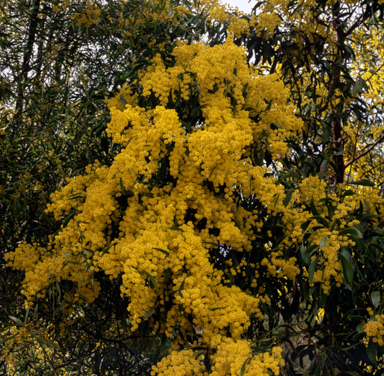 APII jpeg image of Acacia  © contact APII