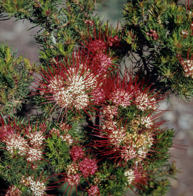 APII jpeg image of Darwinia fascicularis  © contact APII