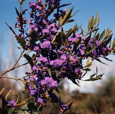 APII jpeg image of Hovea  © contact APII