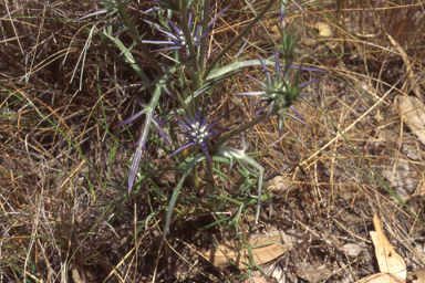 APII jpeg image of Eryngium ovinum  © contact APII