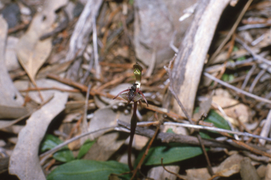 APII jpeg image of Chiloglottis formicifera  © contact APII