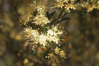 APII jpeg image of Phebalium squamulosum subsp. gracile  © contact APII