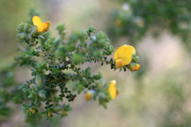 APII jpeg image of Pultenaea foliolosa  © contact APII