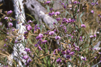 APII jpeg image of Hovea lanceolata  © contact APII