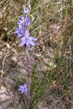 APII jpeg image of Thelymitra ixioides  © contact APII