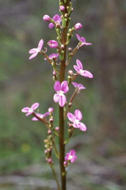 APII jpeg image of Stylidium confluens  © contact APII