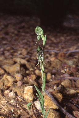 APII jpeg image of Pterostylis sargentii  © contact APII