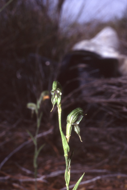 APII jpeg image of Pterostylis sargentii  © contact APII