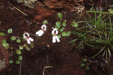 APII jpeg image of Stylidium decipiens  © contact APII