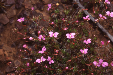 APII jpeg image of Stylidium bulbiferum  © contact APII