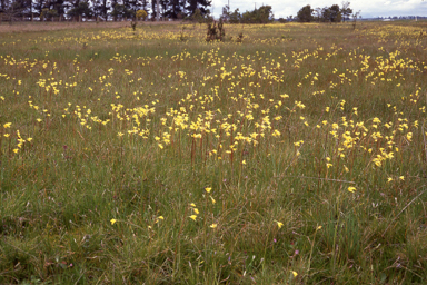 APII jpeg image of Diuris behrii  © contact APII