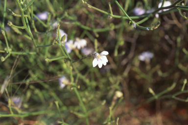 APII jpeg image of Scaevola basedowii  © contact APII