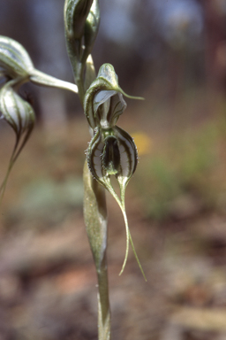 APII jpeg image of Pterostylis planulata  © contact APII