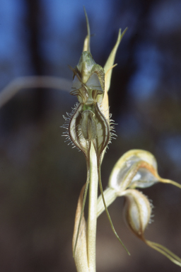 APII jpeg image of Pterostylis planulata  © contact APII