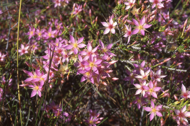 APII jpeg image of Calytrix warburtonensis  © contact APII