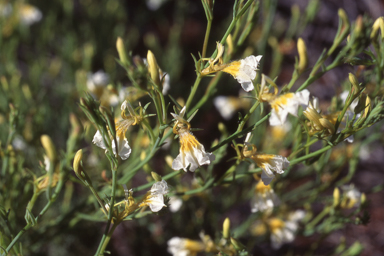 APII jpeg image of Lechenaultia lutescens  © contact APII