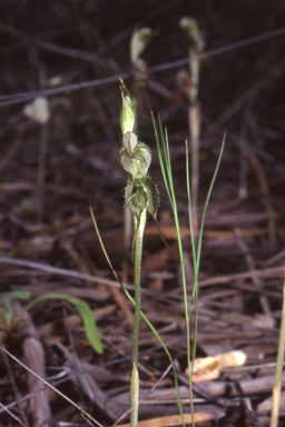 APII jpeg image of Pterostylis ciliata  © contact APII