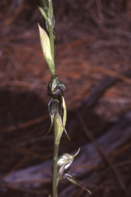 APII jpeg image of Pterostylis roensis  © contact APII