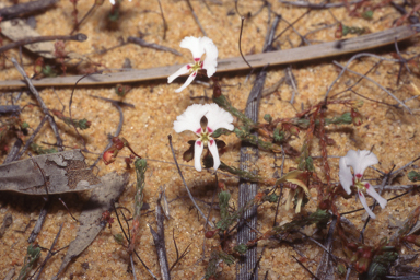 APII jpeg image of Stylidium choreanthum  © contact APII