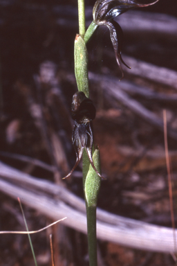 APII jpeg image of Pterostylis roensis  © contact APII