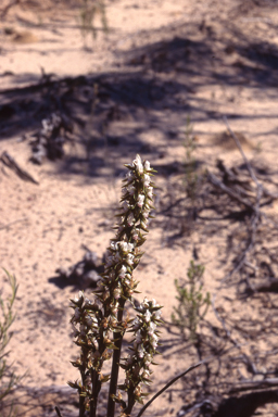 APII jpeg image of Prasophyllum sargentii  © contact APII