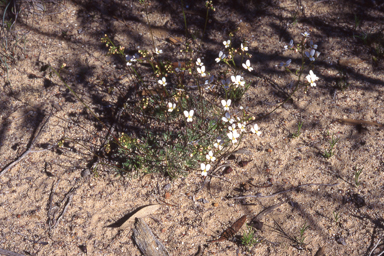 APII jpeg image of Stylidium piliferum  © contact APII