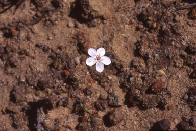 APII jpeg image of Drosera androsacea  © contact APII